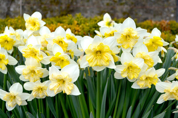 Lovely yellow and white daffodils blooming in a garden in Scotland, UK