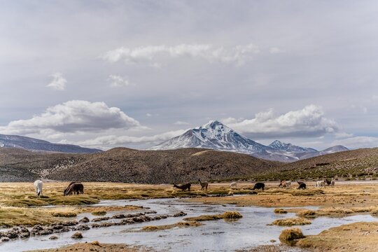 Norte de Chile, paisaje altipl&aacute;nico