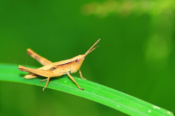 close up of grasshopper in nature, insect, macro photography, wildlife.