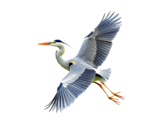 Swamp Bird Grey Heron-
