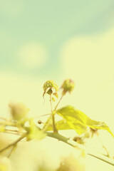 brote naciente de flor