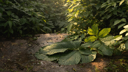 green leaves on floor in jungle forest in rainy day, background, close up, macro