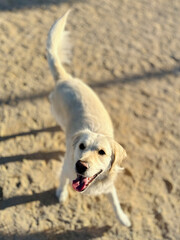 Young white Golden Retreiver dog outdoors on a sunny day.