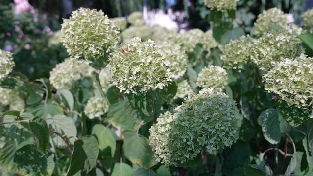 Beautiful white flowers close up. Summer and spring background. Hortensia or white hydrangea close up. Green Hydrangea, close up of flower and leaves
