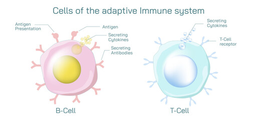 Antibodies are produced by the immune system in response to antigens vector illustration. Complementary binding sites on the Ab and on the Ag molecules. The differences between antigen and antibody.