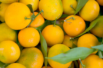 Yellow tangerines and green leaves