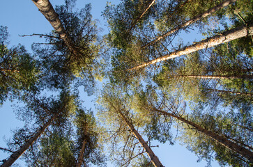 Fototapeta premium Pine trees go to the sky