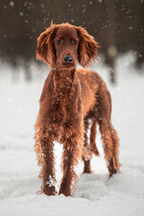 dog in winter