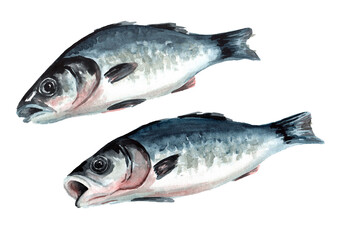 Fresh fish sea bass set. Hand drawn watercolor illustration,  isolated on white background