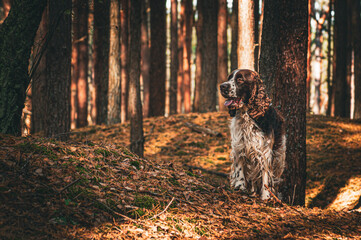 english springer spaniel in the woods