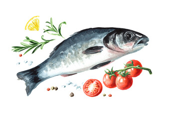 Fresh fish sea bass. Hand drawn watercolor illustration, isolated on white background