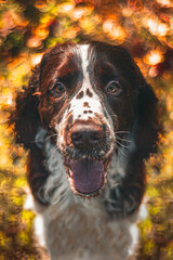 english springer spaniel portrait of a dog