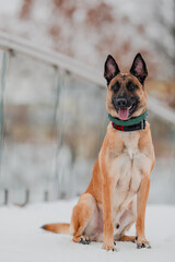 BELGIAN SHEPHERD IN THE SNOW