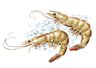 Fresh shrimps on the ice, seafood. Hand drawn watercolor illustration, isolated on white background