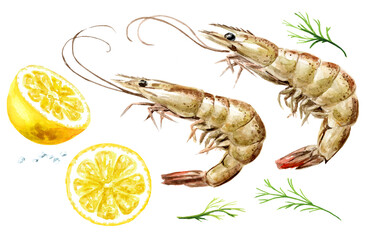 Fresh shrimps with lemon and dill set, seafood. Hand drawn watercolor illustration, isolated on white background