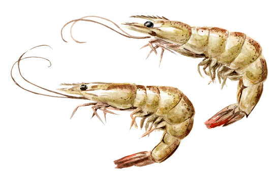 Fresh shrimps set, seafood. Hand drawn watercolor illustration, isolated on white background