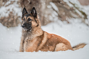 BELGIAN SHEPHERD IN THE SNOW