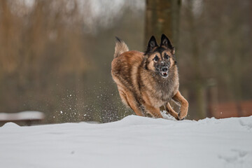 BELGIAN SHEPHERD IN THE SNOW
