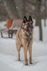 BELGIAN SHEPHERD IN THE SNOW
