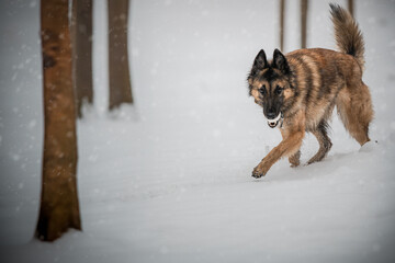 BELGIAN SHEPHERD IN THE SNOW