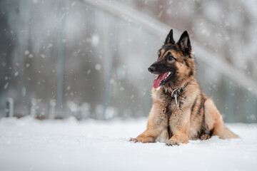 BELGIAN SHEPHERD IN THE SNOW