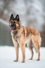 BELGIAN SHEPHERD LONG-HAIRED