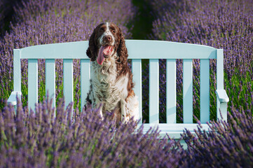  ENGLISH SPRINGER SPANIEL 