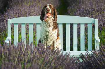  ENGLISH SPRINGER SPANIEL 