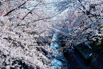 桜,春,ソメイヨシノ,山崎川