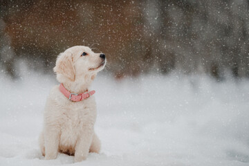 golden retriever puppy in snow