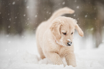 golden retriever puppy in snow
