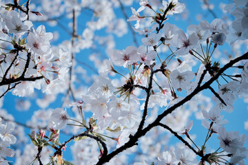 桜,春,ソメイヨシノ,山崎川