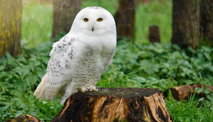 Fototapeta premium white Owl sits on a trunk 