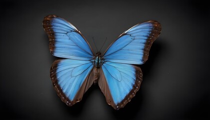 Blue morpho butterfly macro on dark background 
