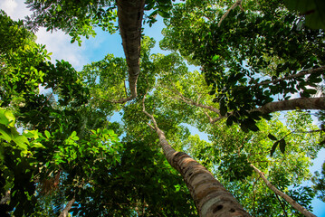 Fototapeta premium Copa de árvores em meio a floresta muito verde.