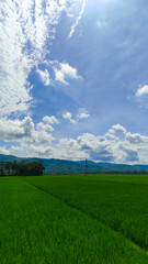 beautiful rice field or paddy field landscape with blue sky background 