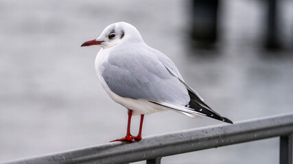 Seemöwen in der Natur