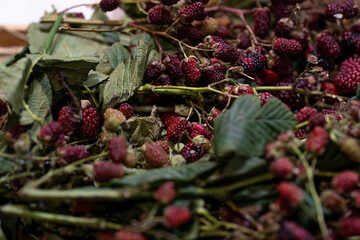 wild blackberries still on their branches