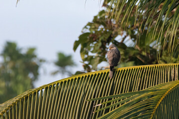 Grey-headed goshawk or Accipiter poliocephalus seen in Nimbokrang in West Papua