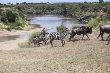 Zebras and wildebeest during migration from Serengeti to Masai Mara in Kenya