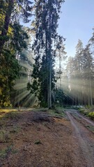 Obraz premium path in the forest