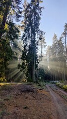 road in the forest