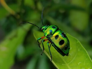 Nature's Gem: Mesmerizing Images of Jewel Beetle Pics, Showcasing the Exquisite Beauty and Intricate Details of These Colorful Insects - Perfect for Entomology and Macro Photography Enthusiasts