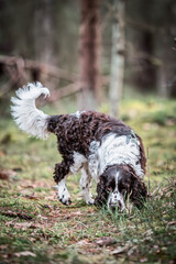  ENGLISH SPRINGER SPANIEL 
