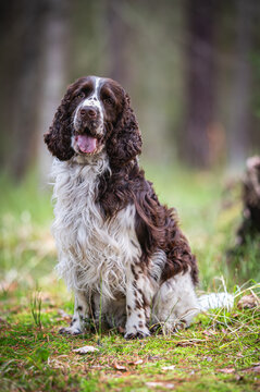 english springer spaniel
