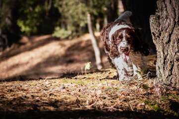 dog running in the woods