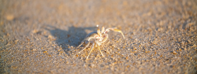 A crab on the beach is running on the white sand. Exotic animals in the resorts of tropical islands. The concept of a beach holiday in the tropics.