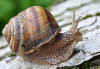 In nature, the large snail Helix lucorum