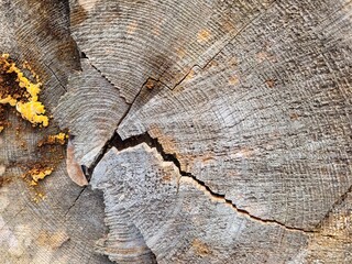 Coupe de bois
