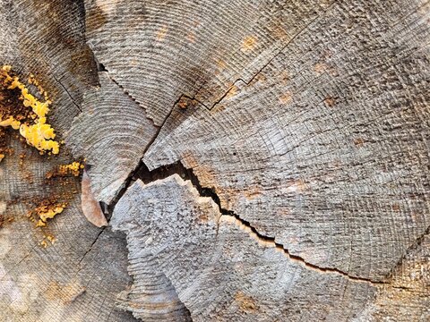 Coupe de bois